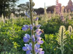 -松山湖梦幻百花洲