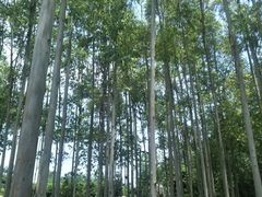 -桉树林A coffee 森林餐厅(三圣乡店)