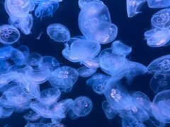 -大连老虎滩海洋公园