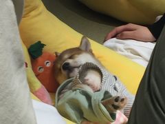 -逗柴咖啡屋·狗咖猫咖宠物桌游