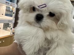 -翊宠yipet猫狗购宠庄园犬舍•猫舍