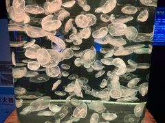 -多彩贵州城极地海洋世界