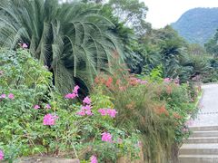 -深圳仙湖植物园