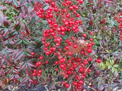 -汉堡王(金鹰天地广场店)