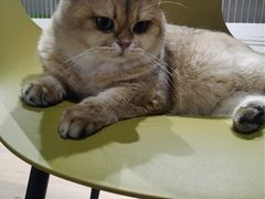 -东方名猫馆·英短金渐层布偶猫舍(环线广场1号楼店)