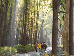 -上海共青森林公园