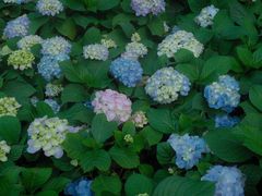 -MOJ coffee(瓯海泽雅水碓坑店)