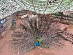 -海南热带野生动植物园