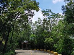 -大屏嶂森林公园