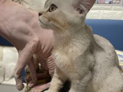 -平行世界·猫咖(首经贸店)