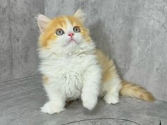 -小猫来了·猫舍(红山六九七九店)