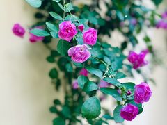 -颐和路民国时期公馆-风貌区