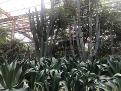 -呀路古热带植物园