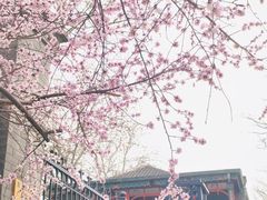 -北京师范大学附属中学
