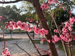 -羊山湖公园
