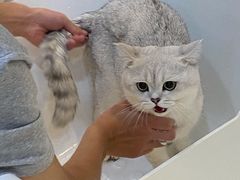 -momokira米努特·德文卷毛猫·棉花面纱犬