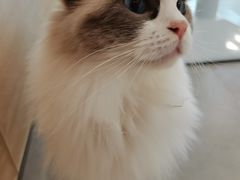 -有喵·猫咖·狗咖·30几只猫10只小狗(岗厦店)