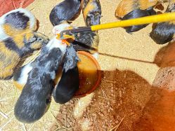 -Zoolung Zoolung动物主题公园(海信广场店)