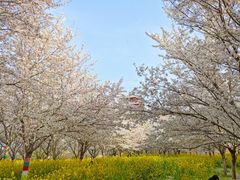 -古柏渡飞黄旅游区