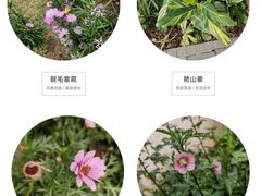 -深圳市中科院仙湖植物园