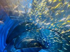 -太平洋海底世界