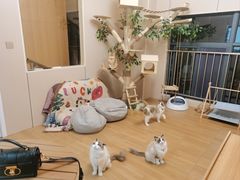 -唐小姐の私宠·宠物洗护美容·撸猫馆·购宠(周浦万达旗舰店)