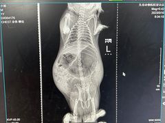 -瑞派·关忠动物医院·异宠专科·犬猫肿瘤·皮肤专科(望京店)