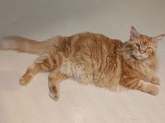 -藏猫猫咖啡主题馆(中央大道店)