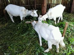 -明珠湖天鹅苑·农家菜馆