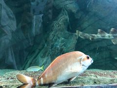 -悉尼海洋生物水族馆
