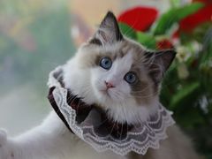 -lincat·猫舍(广州店)