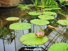 -北京植物园-展览温室