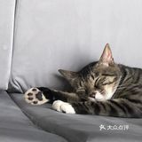 臭脸大哥/臭脸小妹，其实巨粘人