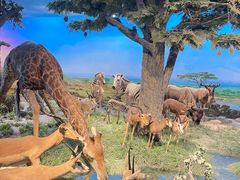 -国家自然博物馆