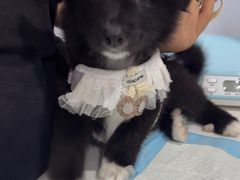 -天使宠物医院·犬猫分诊(彩虹店)