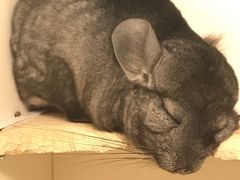 -龙猫仔乐园(惠福东路店)