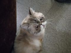-猫色咖啡·猫咖