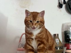 -pd派德宠物中心医院24H急重症·眼科中心·血液透析中心(嵩山北路店)