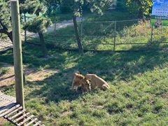 -西霞口神雕山野生动物世界