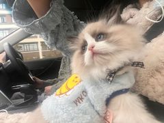 -喵zoo家庭繁育猫舍(尖东智能花园店)