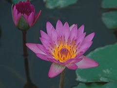 -中国科学院西双版纳热带植物园