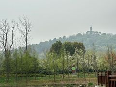 -苏州上方山国家森林公园