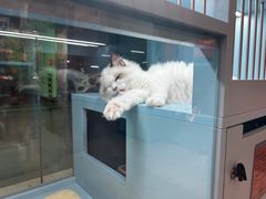 -FAELING PETS美天灵宠物(合生汇店)