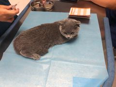 -喜多萌中农锦绣动物医院24H·猫科·牙科MRI·CT
