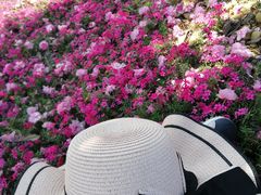 -绵阳盛世樱花悠乐谷