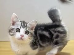 -青奢宠物·青奢猫舍