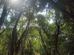 -南国桃园旅游度假区