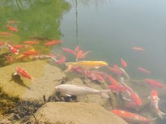 -中国茶叶博物馆(双峰馆区)