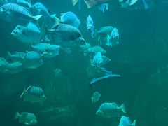 -洛阳龙门海洋馆