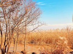 -上海吴淞炮台湾国家湿地公园
